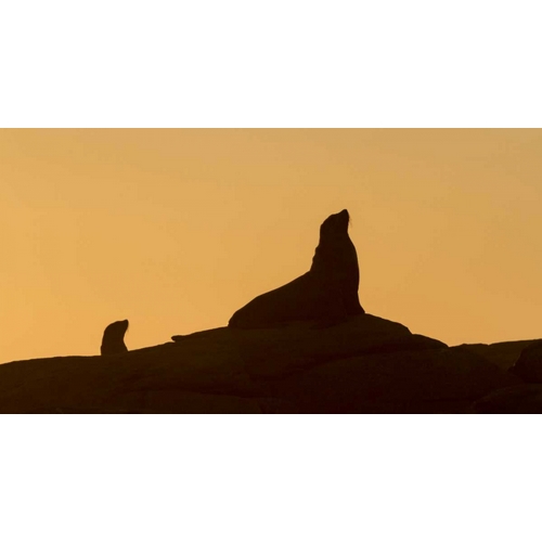 South Boulderbaai Seal silhouetted at sunset
